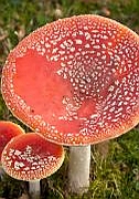Dit is de afbeelding van het boek BoekToertje Herfst
