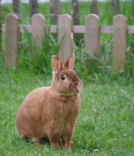 Dit is de afbeelding van het boek Huisdieren Middenbouw