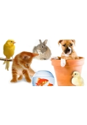Dit is de afbeelding van het boek BoekToertje Dieren